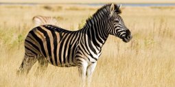 Zebra Resmi.