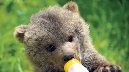 Yavru ayı resmi-.Jpeg