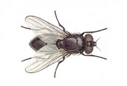 sinek-ısırığına-ne-iyi-gelir1.