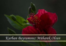 kurban bayramıresimli mesajları4.