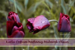 kutludoğum haftası sözleri.