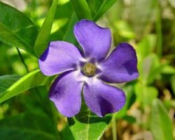 cezayir menekşesi özellikleri.