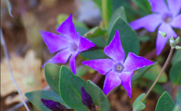 cezayir menekşesi özellikleri-3.