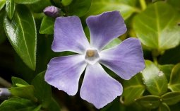 Cezayir Menekşesi-6.