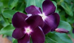 cezayir menekşesi özellikleri-4.