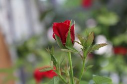 Peygamber efendimizin soyu.