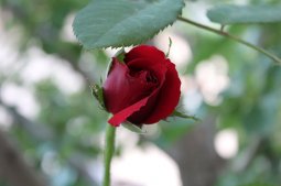 Kırmızı gül resimleri 2018.