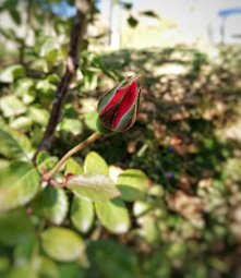 Rüyada Gül Görmek Ne Anlama Gelir.