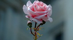 Peygamber-Efendimizin-s.a.v-Tevazusu.